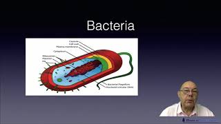 Level 2 Papermaking - Bacteriacides