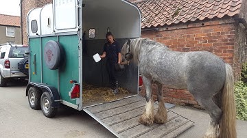 Positive Horse Training. Loading a young stallion with a target, clicker training