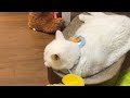 🔴Cat Live🇯🇵寝顔配信😴May18, 2026 #live #cat #scottishfold #猫 #قطة #кот #kucing #बिल्ली #gato #고양이
