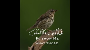 تلاوة هادئة وقصيرة  || القارئ : ياسر الدوسري || سورة : لقمان 🌷💚🌷