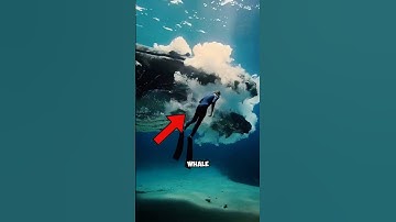 If You Were Swallowed by a Whale, Could You Survive? 🐋