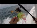 Albies, Bull Redfsh and WADS of Cobia. Saltwater Fishing Early Sept 2019