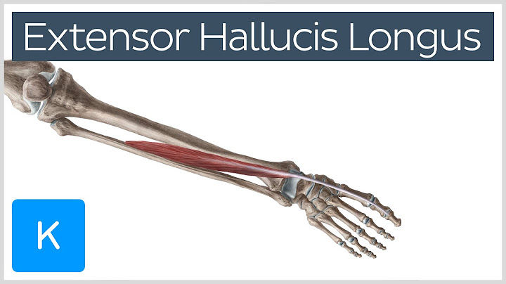 Extensor Hallucis Longus Muscle - Origin, Insertion, Innervation & Function | Kenhub