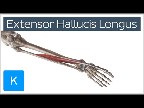 Video: Extensor Hallucis Longus Spieroorsprong, Anatomie En Functie - Lichaamskaarten