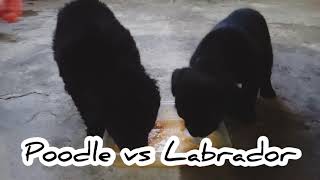 Puppies Eating Contest Poodle vs Labrador
