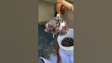 भाया लोगों ने पकड़े केकड़ा और हमने पकड़े मछलियां 🐟🐟😉😛😉😛🐟🐟 #shots #villagefishingvideo #machhali