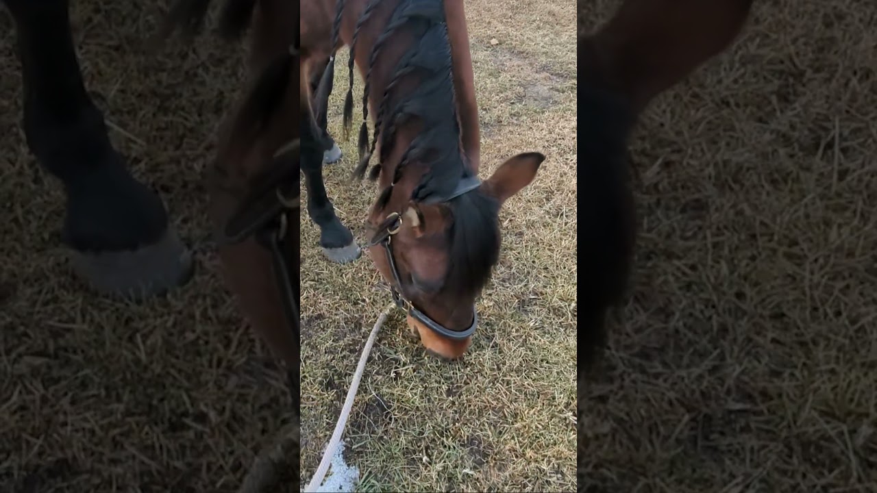 This Horse Chewing Sound Is So Relaxing 🐴 | Satisfying ASMR