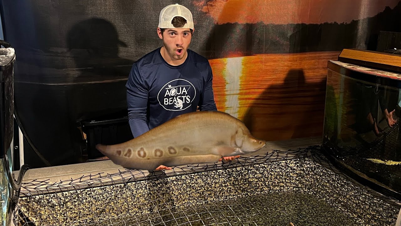 Clown Knife Fish goes into INDOOR POND!