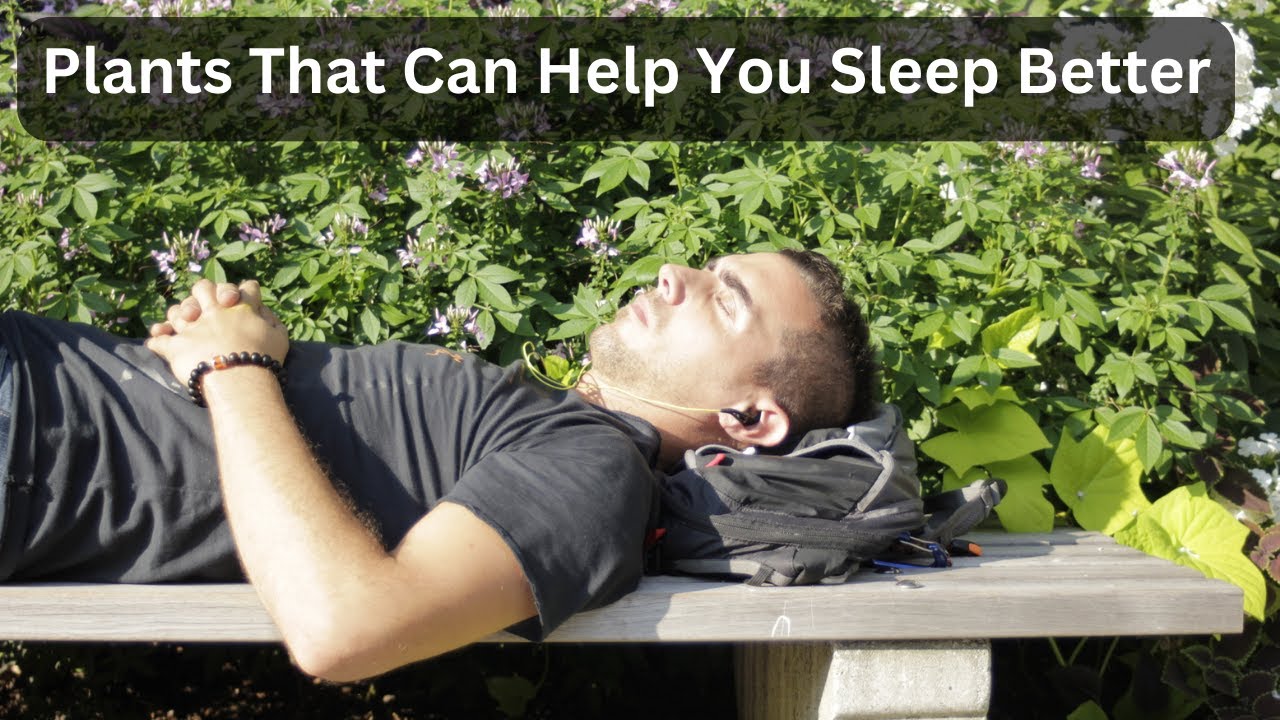 Plants That Can Help You Sleep Better