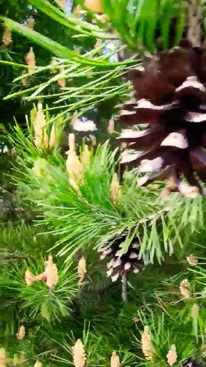🇺🇦 квітування сосни🌲 хто не бачив? дивіться😉 #природаукраїни #сосни # ...