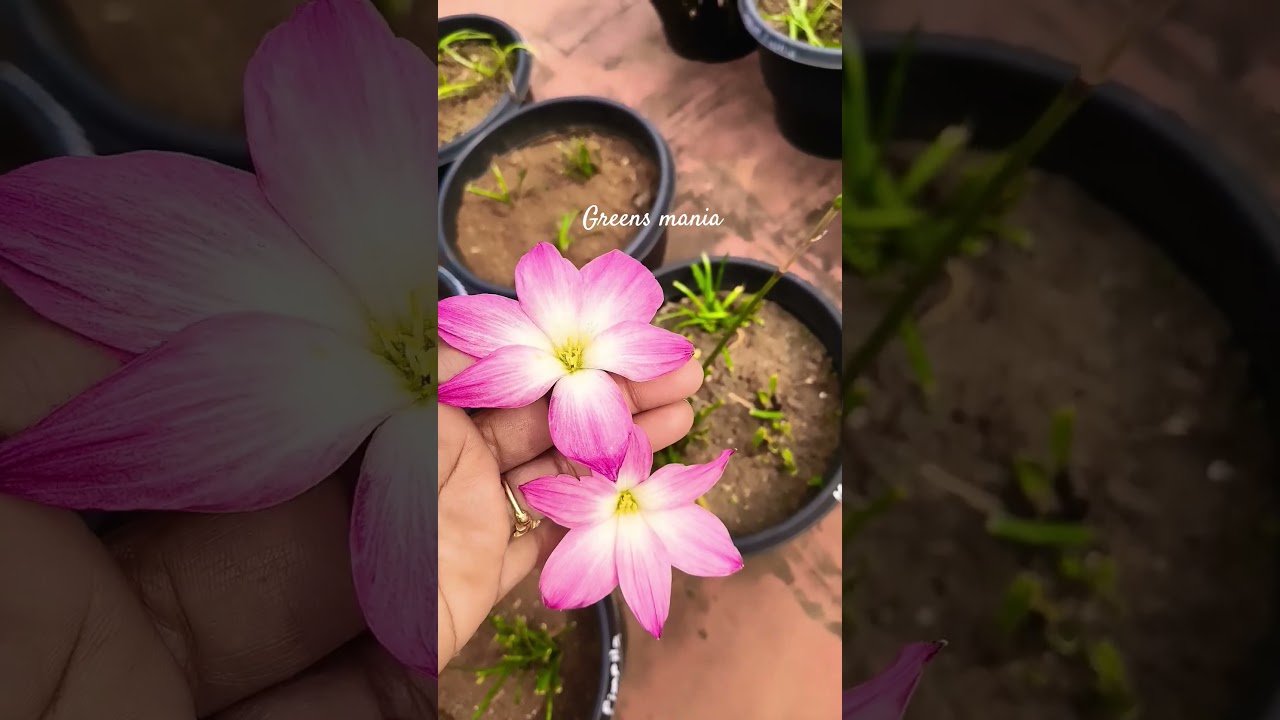 Today blooms Rain lily