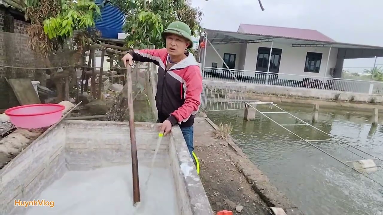 Sử dụng vôi và muối để hỗ trợ trị bệnh cho cá.#thuysan #xuhuongyoutube #huýnhvlog 