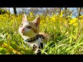 うみ と菜の花を見に行ったよ。