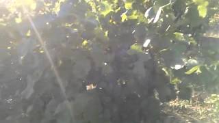 Début des vendanges par le Cinsault 04 septembre 2014