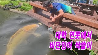 비단잉어 싹쓸이하는 방법을 알려드려요.