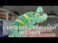Camaleon cambiando de color