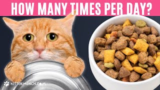 How Many Times Should I Feed My Cat Per Day? | CAT NUTRITION GUIDE