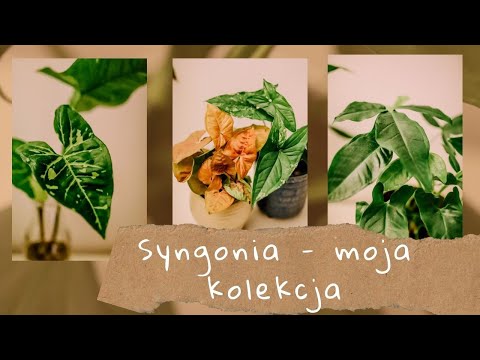 Wideo: Syngonium: Wszystkie Niuanse Związane Z Opieką Nad Rośliną W Domu + Zdjęcia I Filmy