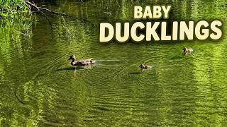 Baby Ducklings