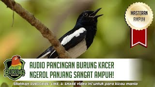 Audio Suara Pancingan Burung Kacer Ngerol Gacor Panjang