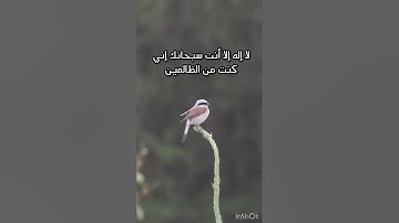 تلاوة خاشعة تشرح الصدر وتجلي الهم/طبيعة وطيور (لا إله إلا الله محمد رسول الله )🤍