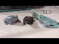 カエルの目の前にゴキブリ発射 Hungry frog vs quick cockroach