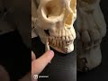 Real Human Skull Real Human Skull