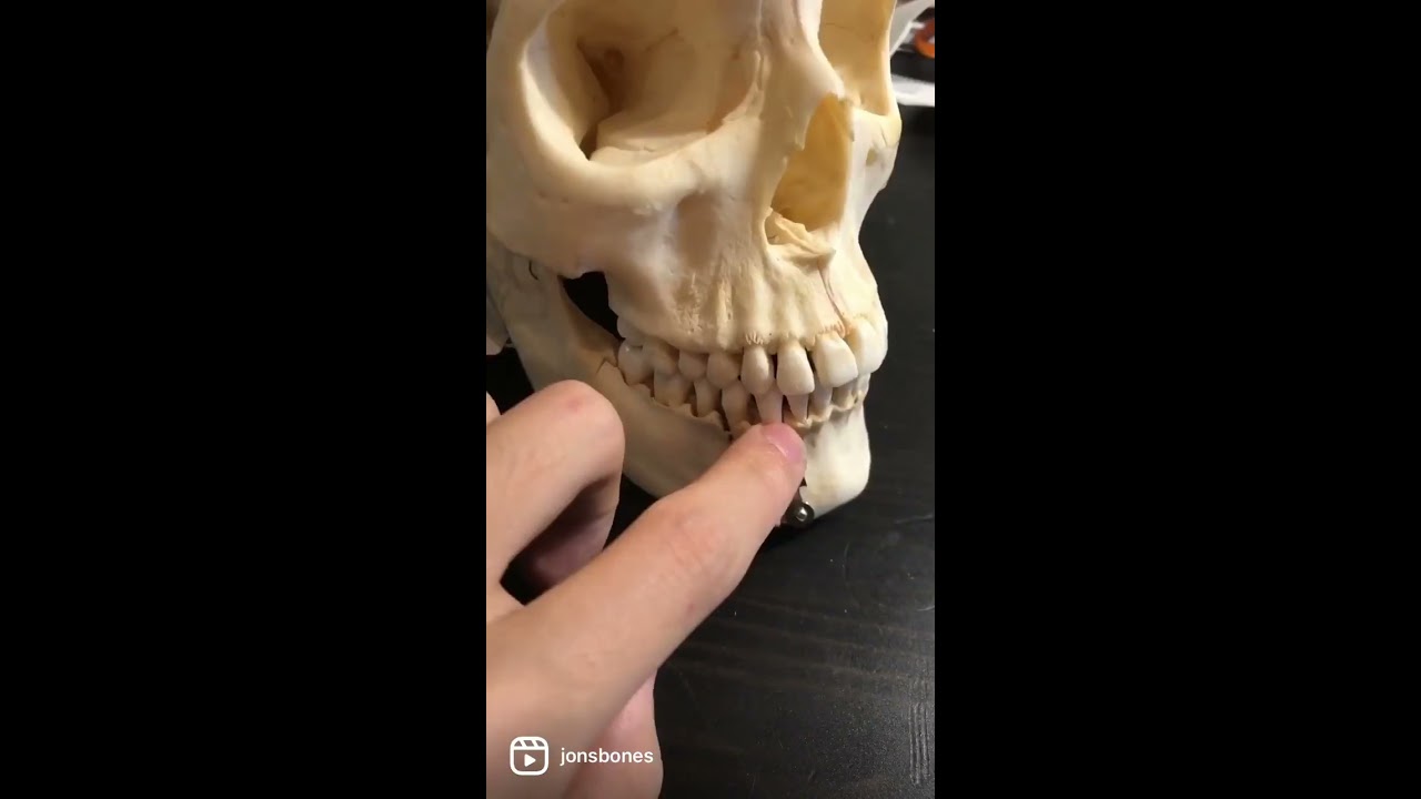 Real Human Skull!