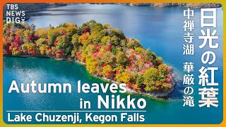 【絶景】日光 中禅寺湖 湖畔に映る紅葉 上空から眺めるモザイク柄 / Lake Chuzenji  in Nikko, Spectaclular view of Autumn leaves