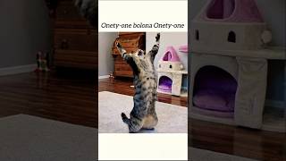 Eleven ❌️ Onety ✅️🤣. #cat #funny #asthetic #memes #fyp #cute #chanchal_singh #funnylogic #shorts