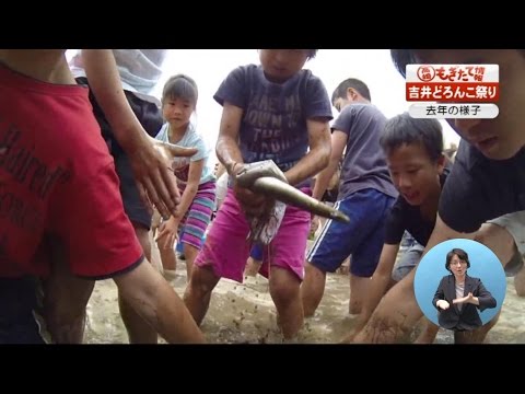 市政情報高崎もぎたて情報「吉井どろんこ祭り」（2017年5月）