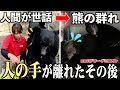 人間が直接お世話していた熊は、しっかり群れになじめるのでしょうか？