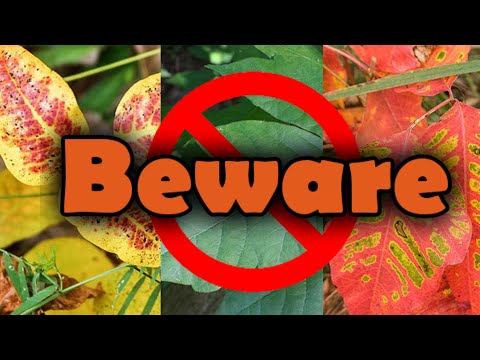 How to identify Poison Ivy, Oak, and Sumac (This information could save your butt)