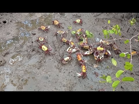 Vídeo: Quando os caranguejos apareceram pela primeira vez?