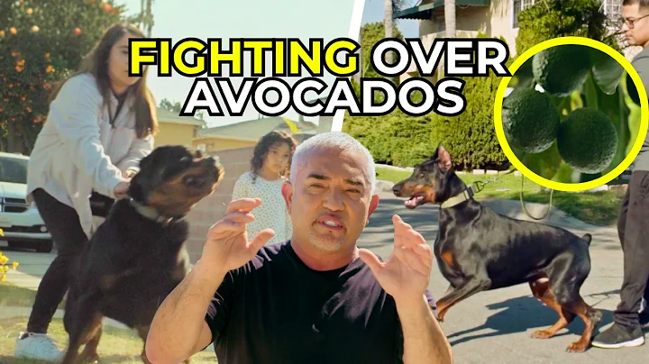 From Dog Friends to Dog Fights | Better Human Better Dog | S02E11