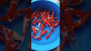 perkoian kuhaku #koi #ikankoi