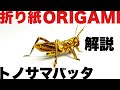 解説つきトノサマバッタの折り方　折り紙　トノサマバッタ　Origami locusta