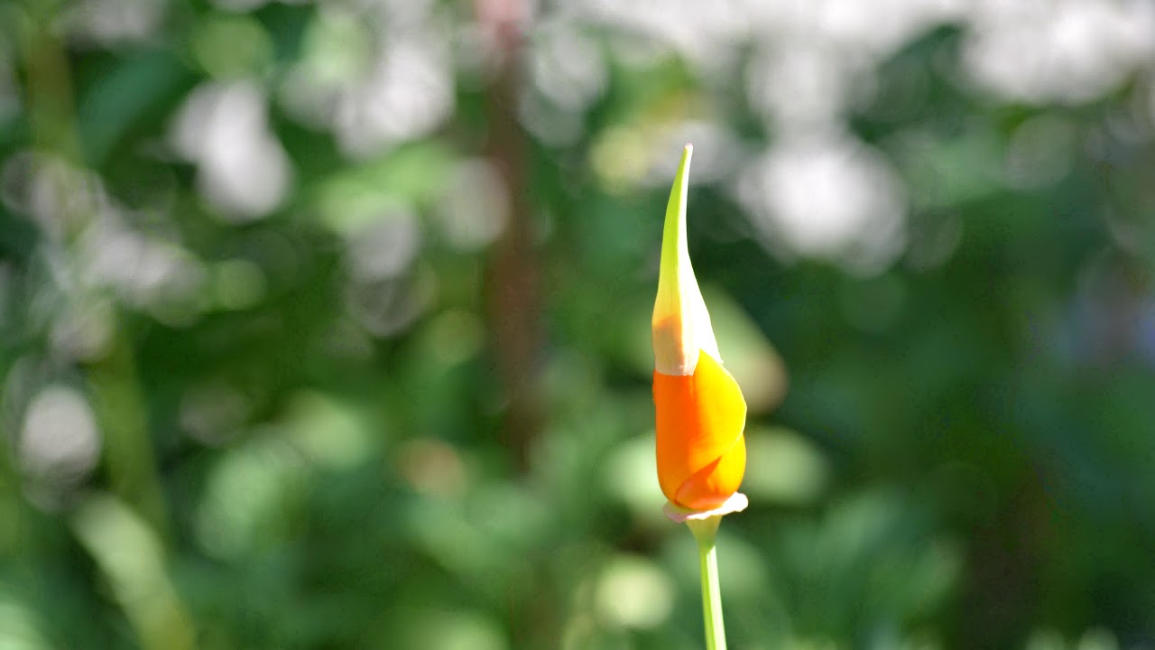 California Poppy timelapse at 12fps YouTube