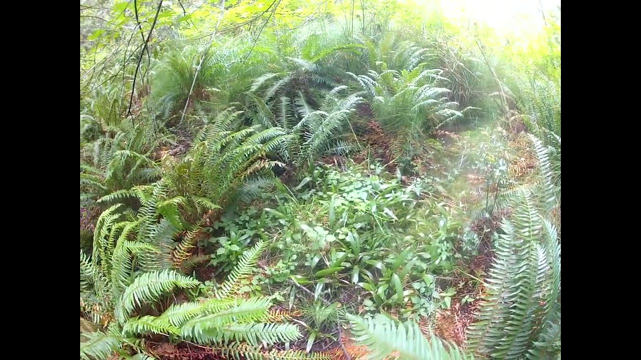 Thousands of  wild Trachycarpus fortunei var. swampsonii palms growing in a deep wet ravine