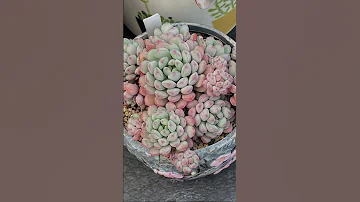 Life S Succulent Savor Every Moment Plants Succulent 