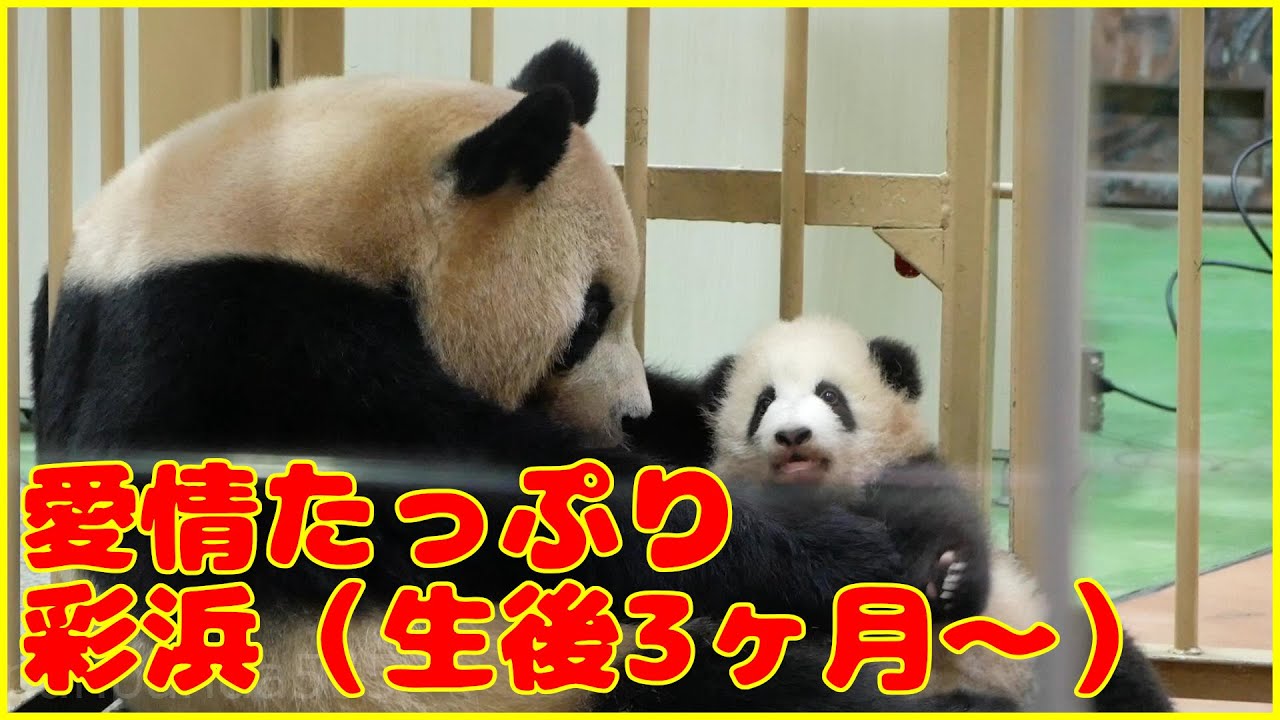 パンダのまま maxresdefault.jpg