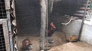 Gà rừng rặc thuần chủng | gà nọc mình không bán