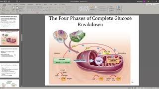 Bio Ch 8: Cellular Respiration
