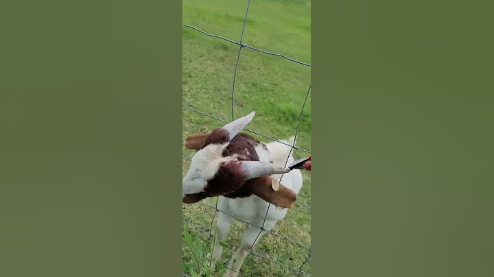 Saving a goat, who's head was stuck