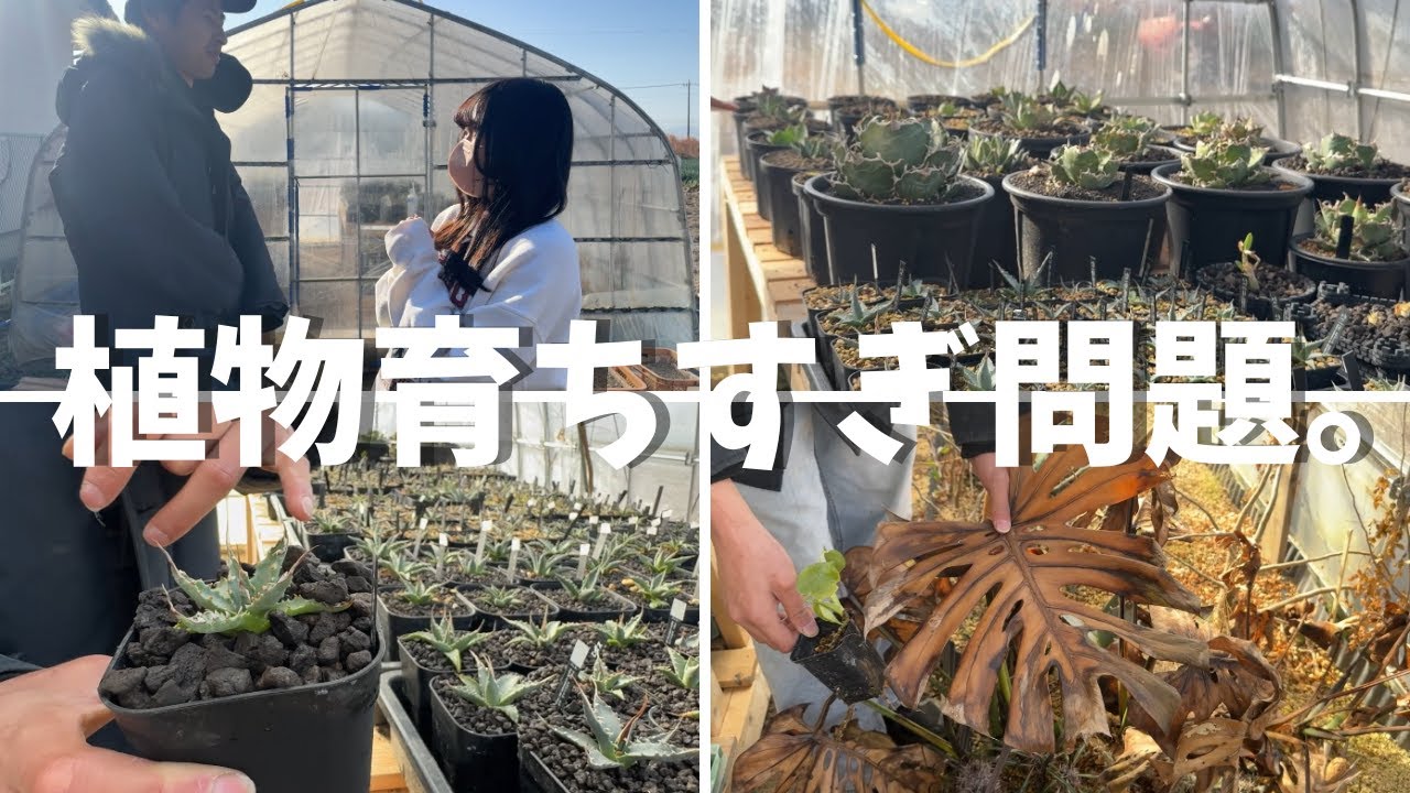 【驚嘆】1年でここまで育つハウスやばくない？！実生の1年後が別物だった！！