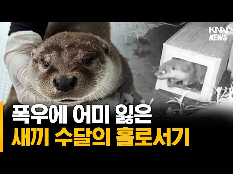 폭우에 어미 잃은 새끼 수달의 홀로서기