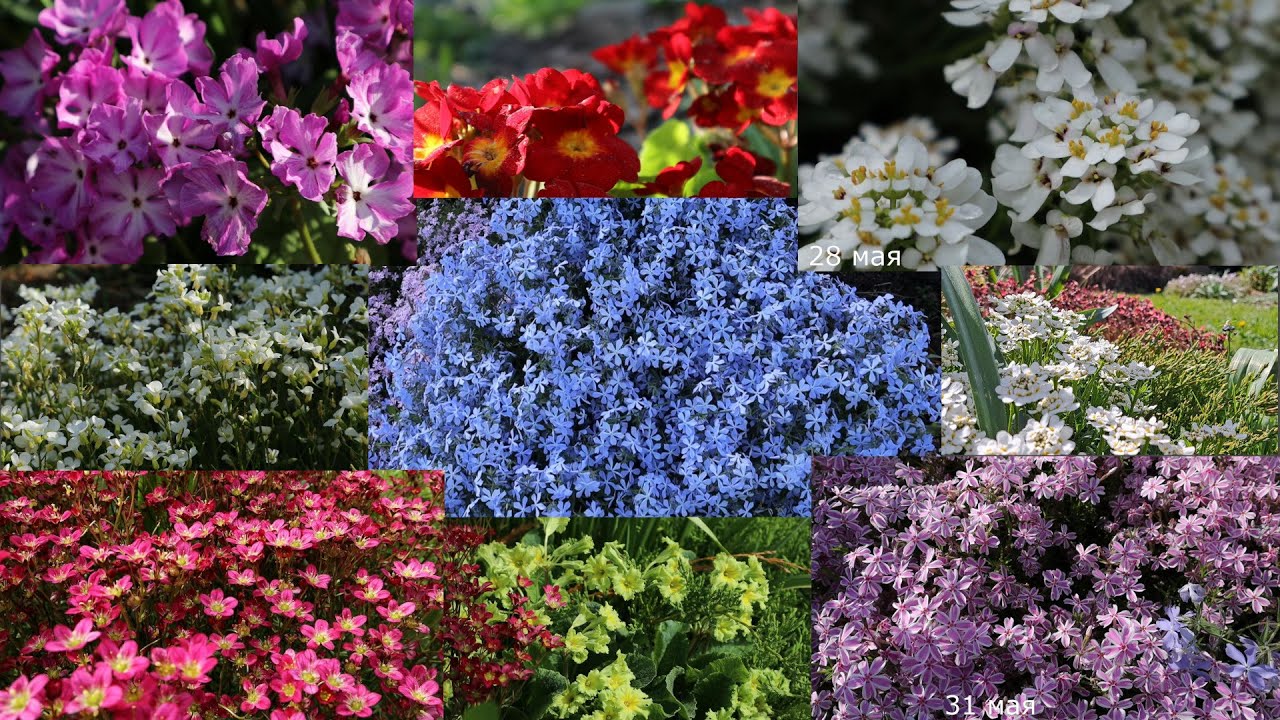 Почвопокровные многолетники, которые цветут в мае. Северо-Западный регион.