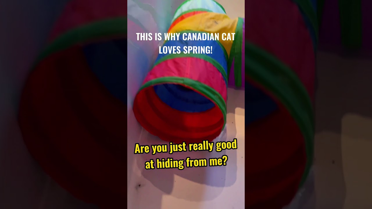 This is why Canadian cat loves spring 
