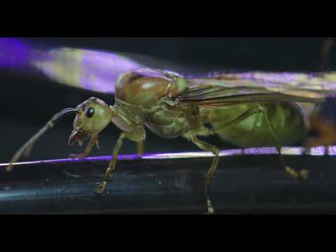 HIDDEN VIDEO: Weaver Ant Queen - HIDDEN VIDEO: Weaver Ant Queen