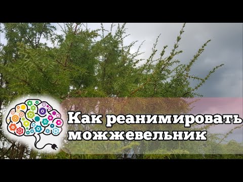 Как реанимировать можжевельник | Что делать, если сохнет хвоя